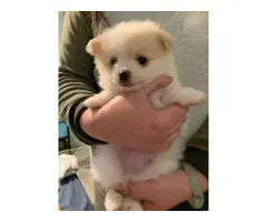 3 Pomeranian puppies needing forever home - 2