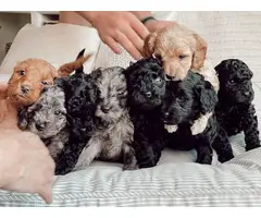 6 F1 Golden Doodle puppies for sale