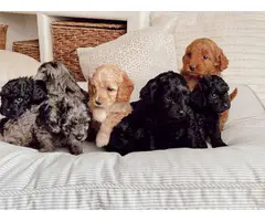 6 F1 Golden Doodle puppies for sale - 2