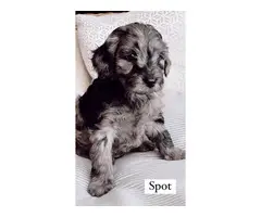 6 F1 Golden Doodle puppies for sale - 7