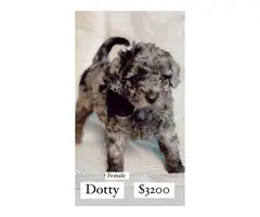 6 F1 Golden Doodle puppies for sale - 10