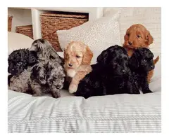 6 F1 Golden Doodle puppies for sale - 12