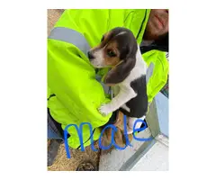 4 fullblooded mini beagle puppies for sale