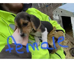 4 fullblooded mini beagle puppies for sale - 2