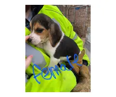 4 fullblooded mini beagle puppies for sale - 3