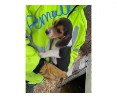 4 fullblooded mini beagle puppies for sale - 4