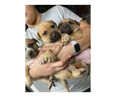 7 weeks old Boxer puppies ready for new homes