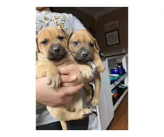7 weeks old Boxer puppies ready for new homes - 2