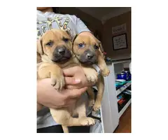 7 weeks old Boxer puppies ready for new homes - 3