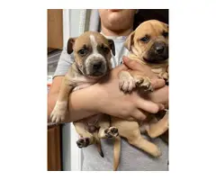 7 weeks old Boxer puppies ready for new homes - 4