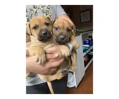 7 weeks old Boxer puppies ready for new homes - 5
