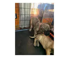 AKC Great Danes for Sale