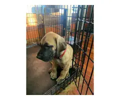 AKC Great Danes for Sale - 2