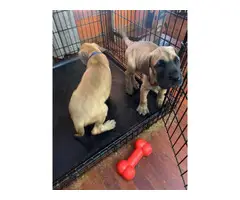 AKC Great Danes for Sale - 3