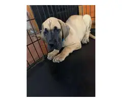 AKC Great Danes for Sale - 5