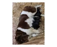 Purebred Newfoundland puppies for sale