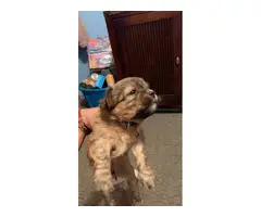 Shihtzu puppies for sale - 1
