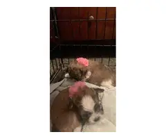 Shihtzu puppies for sale - 6