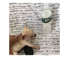 2 months old Teacup Chihuahua puppy for sale - 1