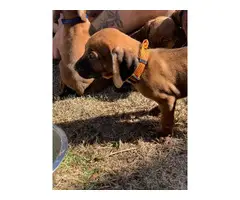 Two Redbone Coonhound Puppies for Sale - 2
