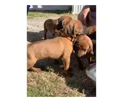 Two Redbone Coonhound Puppies for Sale - 4