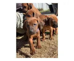 Two Redbone Coonhound Puppies for Sale - 5