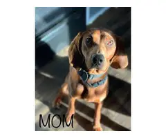 Two Redbone Coonhound Puppies for Sale - 7