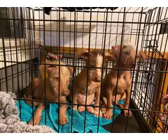 4 beautiful Xoloitzcuintli puppies