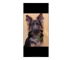5 AKC German Shepherd puppies for sale - 9