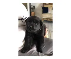 3 AKC German Shepherd (females) puppies for sale - 5