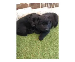 3 AKC German Shepherd (females) puppies for sale - 12