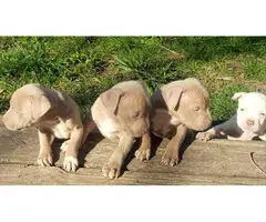 3 adorable pitbull puppies for sale - 1