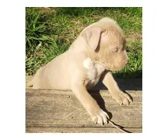 3 adorable pitbull puppies for sale - 2