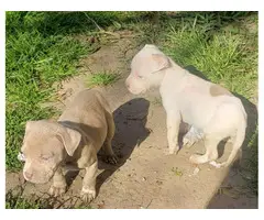 3 adorable pitbull puppies for sale - 3