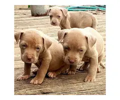 3 adorable pitbull puppies for sale - 4