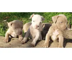 3 adorable pitbull puppies for sale - 5