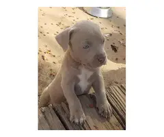 3 adorable pitbull puppies for sale - 6