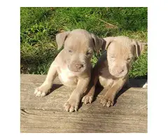 3 adorable pitbull puppies for sale - 7