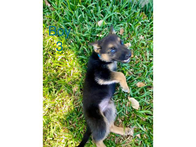 5 German Shepherd puppies for sale in San Antonio, Texas ...