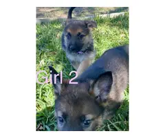 5 German Shepherd puppies for sale - 10
