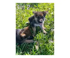 5 German Shepherd puppies for sale - 11