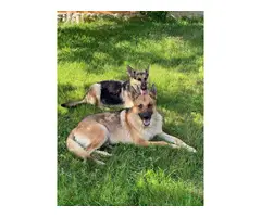 5 German Shepherd puppies for sale - 12