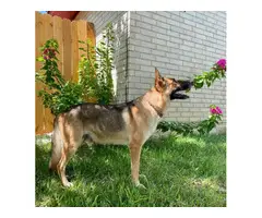 5 German Shepherd puppies for sale - 14
