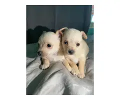 2 beautiful female Chihuahua puppies - 1