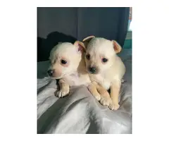 2 beautiful female Chihuahua puppies - 2