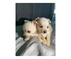 2 beautiful female Chihuahua puppies - 3