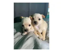 2 beautiful female Chihuahua puppies - 4