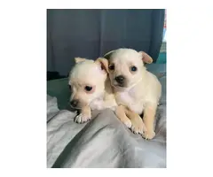 2 beautiful female Chihuahua puppies - 5