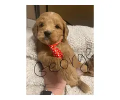 F1b Goldendoodle puppies for sale
