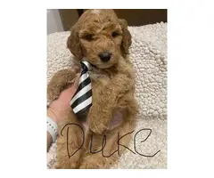 F1b Goldendoodle puppies for sale - 2